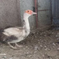 اردک روسی نر و ماده