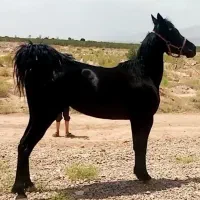 اسب|اسب و تجهیزات اسب‌سواری|چترود, |دیوار