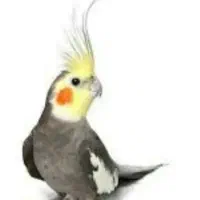 خرید فروش معاوضه انواع پرنده زینتی|پرنده|همدان, |دیوار