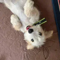 سگ پا کوتاه ۳ واگذاری|سگ|رشت, پیرکلاچای|دیوار