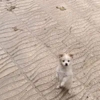 سگ پامرین|سگ|بروجرد, |دیوار