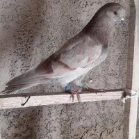 کفتر پرشی یجا|پرنده|قرچک, شهرک گلها|دیوار