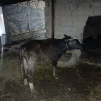 فروش فوری بچر گاومیش با حولی