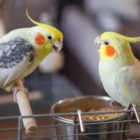 پرنده عروس هلندی