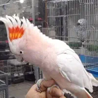 انواع طوطی کاسکو ،کاکادو ، ارا، شاه طوطی، ملنگو