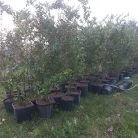 یاس هلندی|خدمات باغبانی و درختکاری|آستانه اشرفیه, |دیوار