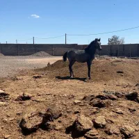 کره اسب نریان نوه شورش شریف