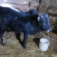 گوساله نر|حیوانات مزرعه|احمدسرگوراب, |دیوار