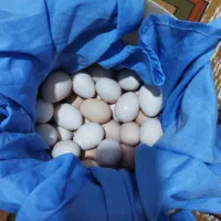 تخم مرغ محلی نطفهدار
