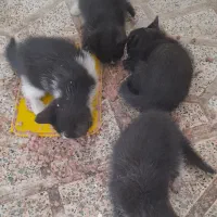واگذاری سرپرستی گربه