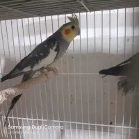 عروس هلندی نر خاکستری بالغ