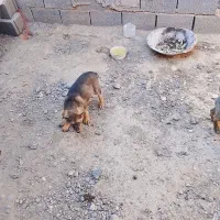 توله ژرمن و توله افغان