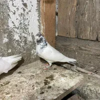 کبوتر گرهن|پرنده|قشم, |دیوار