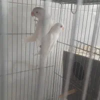 مولد عروس هلندی کو توله|پرنده|قم, علی آباد سعدگان|دیوار