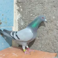 کبوتر پلاکی عراق