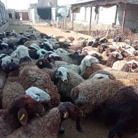 120 رس کاور تقلی و شیدار|حیوانات مزرعه|ملکآباد, |دیوار