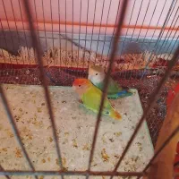 طوطی برزیلی