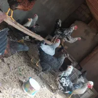 جوجه مرغ خروس،مرغ تخمی تخمگذار محلی،گلپایگانی