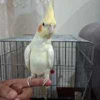 فروش عروس هلندی