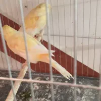 قناری|پرنده|سراب, |دیوار