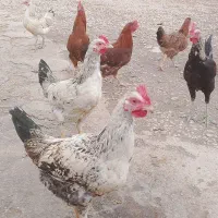 خروس جوان|حیوانات مزرعه|زرنه, |دیوار