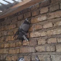 کبوتر نر|پرنده|اصفهان, گورتان|دیوار