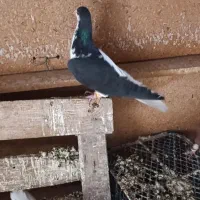 پرنده کبوتر