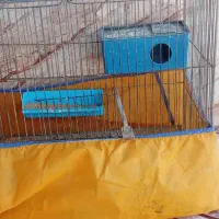 مرغ عشق|پرنده|چمران, |دیوار