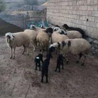 فروش گوسفند ماده