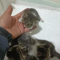 واگذاری رایگان بچه گربه