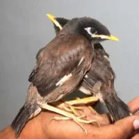 جوجه مینا تازه دون خور