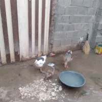 غاز