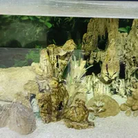 آکواریوم|ماهی|رشت, انصاری|دیوار