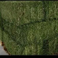 فروش یونجه خشک انباری