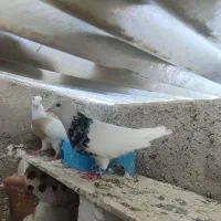 کبوتر عالی|پرنده|گنبد کاووس, |دیوار