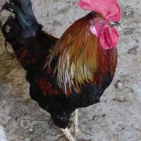 خروس محلی