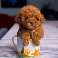 سگ توی پودل رنگ دارک رد و رد نر و ماده اپارتمانی