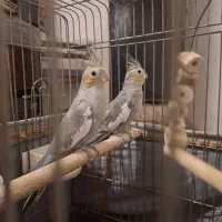 عروس هلندی معاوضه با قناری نر