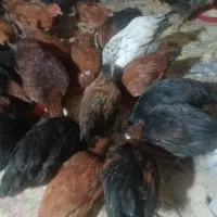 جوجه گلپایگانی چهار ونیم ماهه