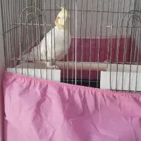 عروس هلندی سفید سخنگو|پرنده|تهران, شهرک آزمایش|دیوار