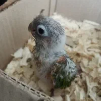 جوجه سرلاکی گرینچیک