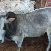 فروش گوساله