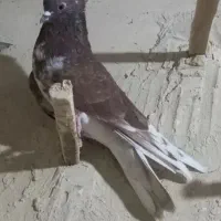تک پر آس تعداد