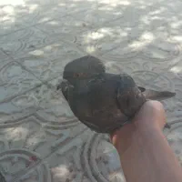 کفتر