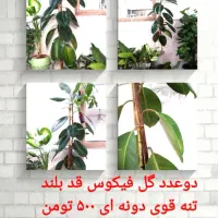 گل های آپارتمانی|گل و گیاه طبیعی|نیشابور, خیام|دیوار