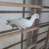 کبوتر پرشی|پرنده|رشت, حومه رشت|دیوار