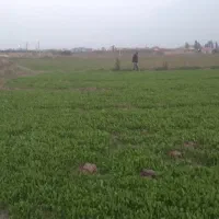 زمین کشاورزی کنار بافت روستا امیرآباد