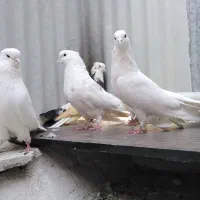 کبوتر نقابی|پرنده|هرسین, |دیوار