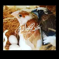 جفت بنگالی مولد