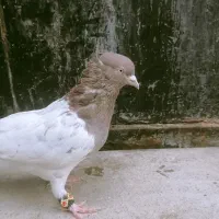 کفتر پرنده|پرنده|بم, |دیوار